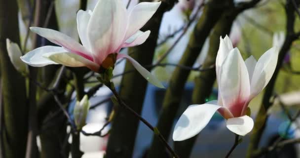 Belas flores de magnólia na primavera . — Vídeo de Stock