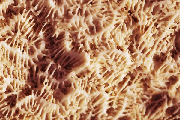 Biological texture of natural sea coral