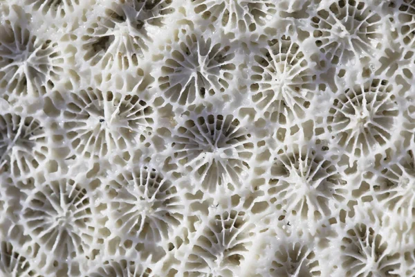 Biological texture of natural sea coral