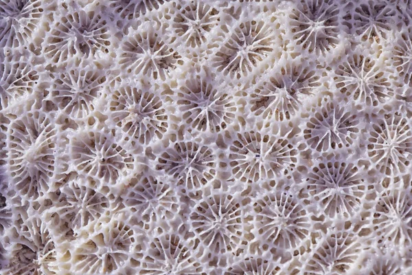 Biological texture of natural sea coral — Stock Photo, Image