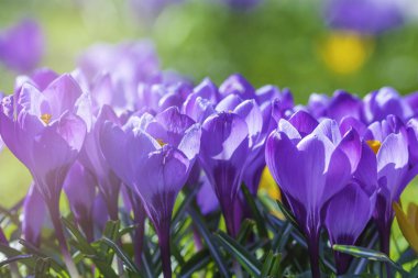 Alp timsahları çiçek açar. Güzel ilkbahar çiçeği timsahları parlak güneş ışığı altında çiçek açarlar. Mor kroket buketi.