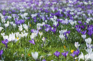 Alp timsahları çiçek açar. Güzel ilkbahar çiçeği timsahları parlak güneş ışığı altında çiçek açarlar. Mor kroket buketi.
