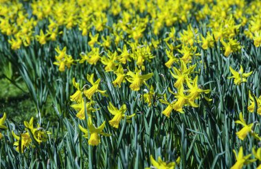 Paskalya nergis Güzellik çiçekleri. Bahar çiçek sarı nergis veya narcissuses. Doğal çiçek arka plan