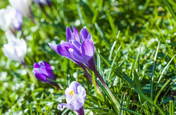 Alpine Crocuses Blossom Beautiful First Spring Flowers Crocuses Bloom Bright — Stock Photo, Image