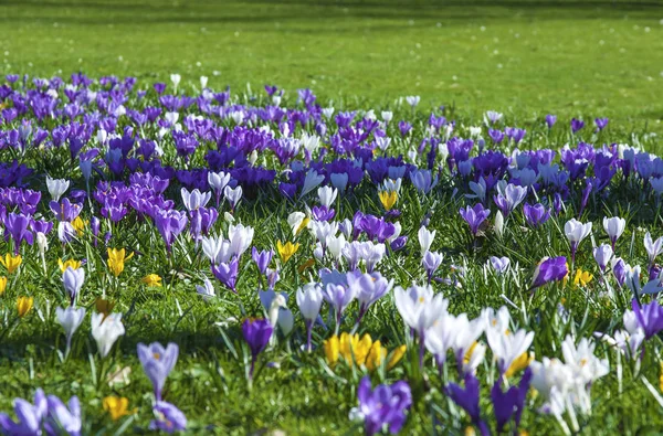 Los Azafranes Alpinos Florecen Hermosas Flores Primaverales Azafrán Florecen Bajo —  Fotos de Stock