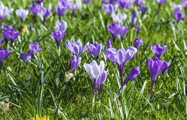 Alpine Crocuses Blossom Beautiful First Spring Flowers Crocuses Bloom Bright — Stock Photo, Image