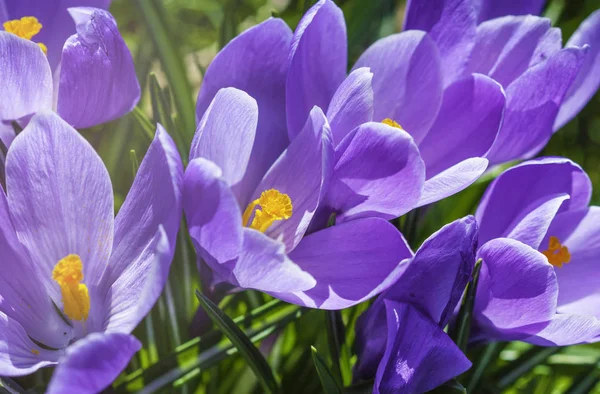 Alpine Crocuses Blossom Beautiful First Spring Flowers Crocuses Bloom Bright — Stock Photo, Image