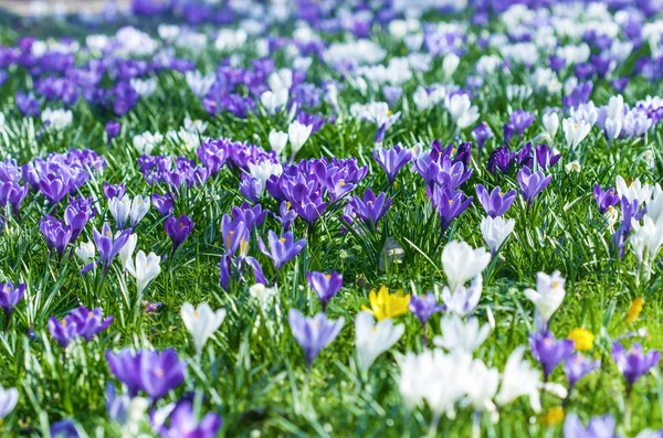 Los Azafranes Alpinos Florecen Hermosas Flores Primaverales Azafrán Florecen Bajo —  Fotos de Stock