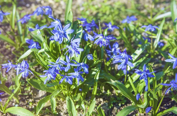 Ramo Flores Primavera Azul Hermosas Flores —  Fotos de Stock