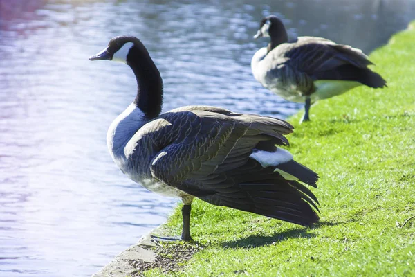 Dois Gansos Canadenses Margem Rio Wild Canada Goose Início Primavera — Fotografia de Stock