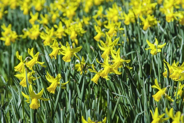 beauty blossoms of easter narcissus.Spring blooming yellow daffodils or narcissuses. Natural floral background