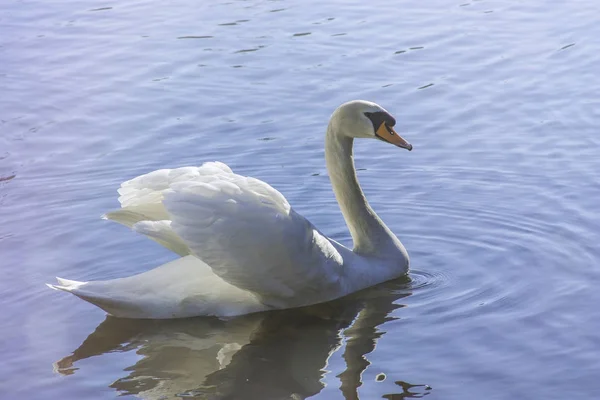 Cisne Branco Lago Nebuloso Cisne Flutuando Água Nascer Sol Dia — Fotografia de Stock