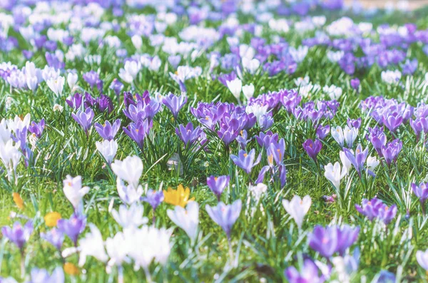 Alpenkrokusse Blühen Schöne Erste Frühlingsblumen Krokusse Blühen Unter Hellem Sonnenlicht — Stockfoto