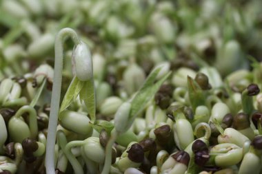 Taze mikro yeşiller sağlıklı salata için yakın plan. Arka planda mikroçimler. Sağlıklı salata için büyüyen bezelyeler.