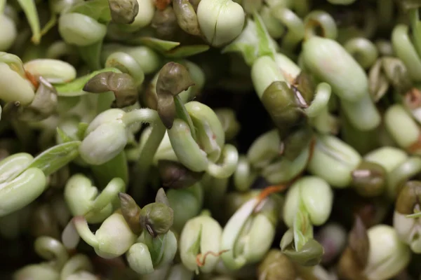 Micro Légumes Frais Gros Plan Pour Une Salade Saine Microgreens Images De Stock Libres De Droits