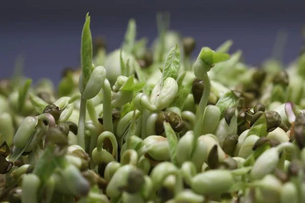 Micro Légumes Frais Gros Plan Pour Une Salade Saine Microgreens Image En Vente