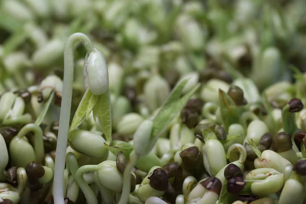 Micro Verdes Frescos Fecham Para Salada Microgreens Fundo Cultivando Brotos Fotos De Bancos De Imagens Sem Royalties