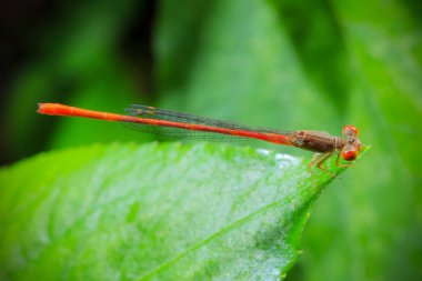 Ormandaki böcekler.