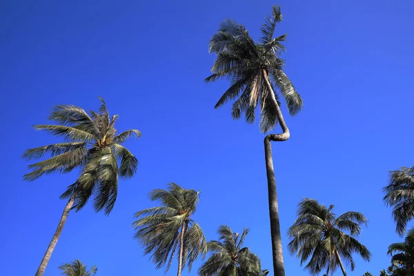 Kokosowe Drzewa Nad Błękitnym Niebem Krabi Tajlandia — Zdjęcie stockowe