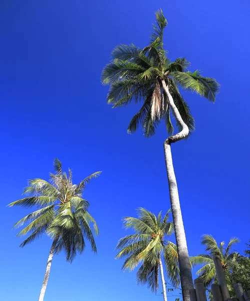 Tayland Krabi Mavi Gökyüzü Üzerinde Hindistan Cevizi Ağaçları — Stok fotoğraf