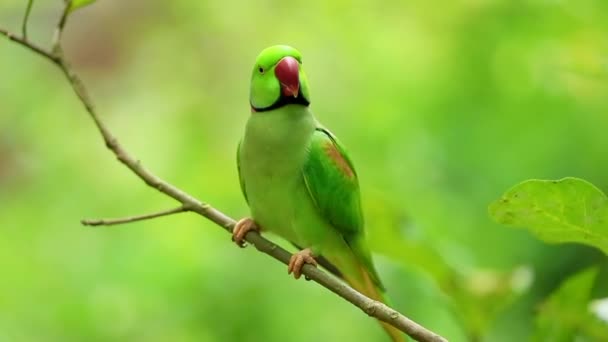 Alexandrine Parakeet — Stock Video