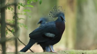 Victoria Khao Khew açık hayvanat bahçesinde taçlandırılmış güvercin, Chonburi, Tayland.