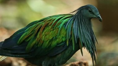 Khao Khew açık hayvanat bahçesindeki Nicobar, Chonburi, Tayland.