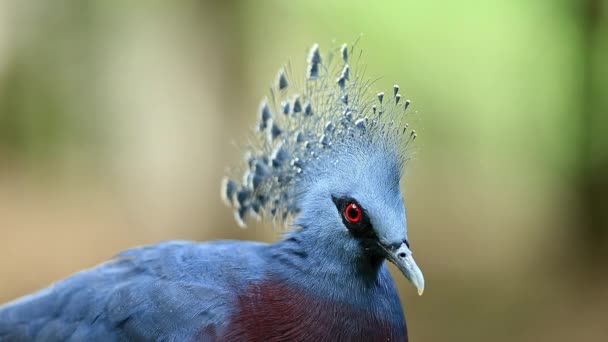 ビクトリアはカオキューオープン動物園 コンブリ タイで鳩を戴冠 — ストック動画
