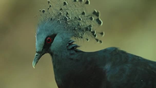 Victoria couronnée pigeon au zoo ouvert Khao Khew, chonburi, Thaïlande .