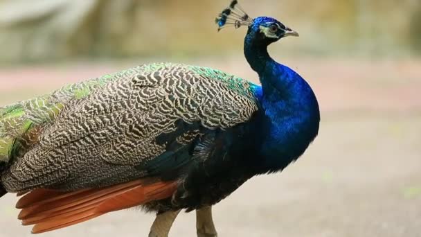 Peacock Khao Khew Open Zoo Chonburi Thailand — Stockvideo