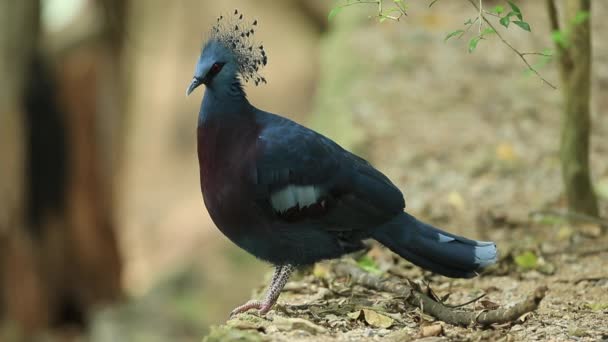 Victoria Couronnée Pigeon Zoo Ouvert Khao Khew Chonburi Thaïlande — Video