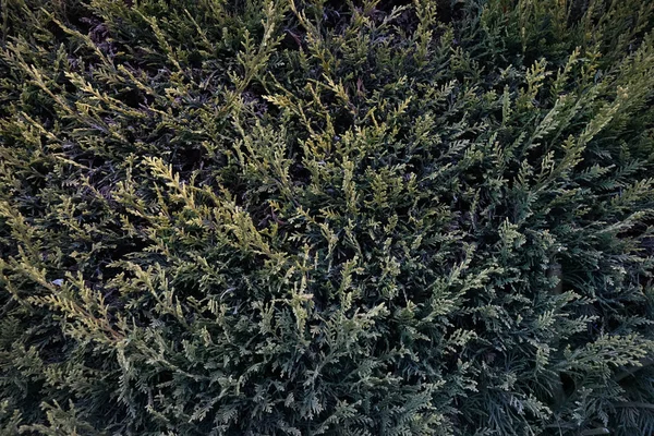 Folhagem cipreste, fundo natural verde escuro de galhos — Fotografia de Stock