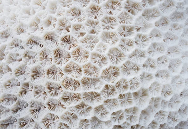 Textura de coral blanco como fondo natural — Foto de Stock