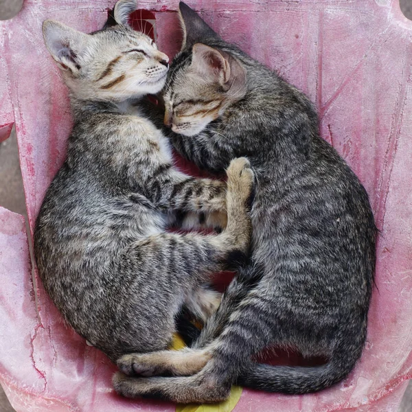 pair of sleeping gray striped kittens, square image