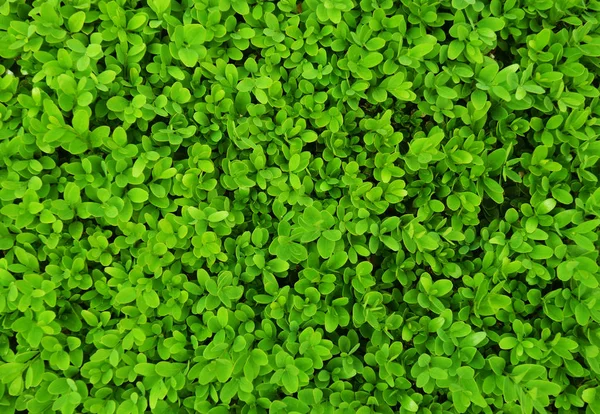 Shrub with small leaves as background. green leaf texture — Stock Photo, Image