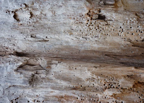 Nerovný dřevěný povrch jako pozadí. fragment naplaveného dřeva — Stock fotografie