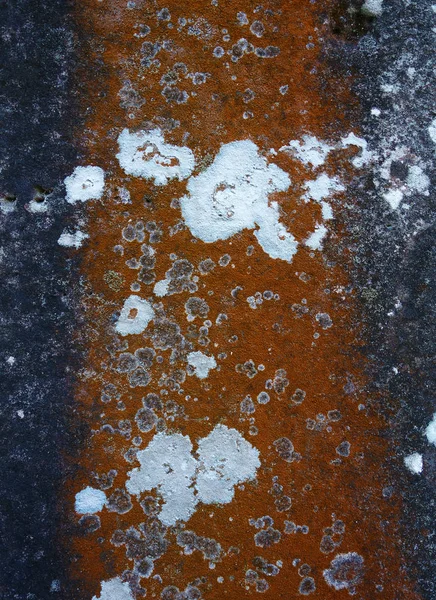 Surface en pierre recouverte de lichen. fond naturel. Photographié dans un temple de Combodia — Photo