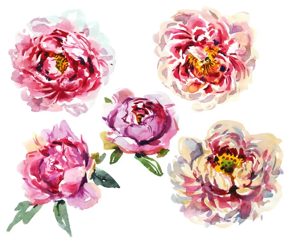 Set di fiori rosa acquerello di peonia cinese . — Foto Stock