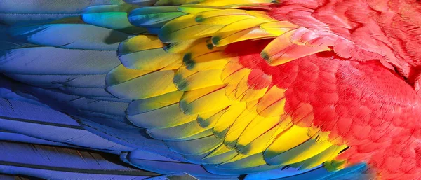 Papağan tüyleri, kırmızı, sarı ve mavi egzotik doku — Stok fotoğraf