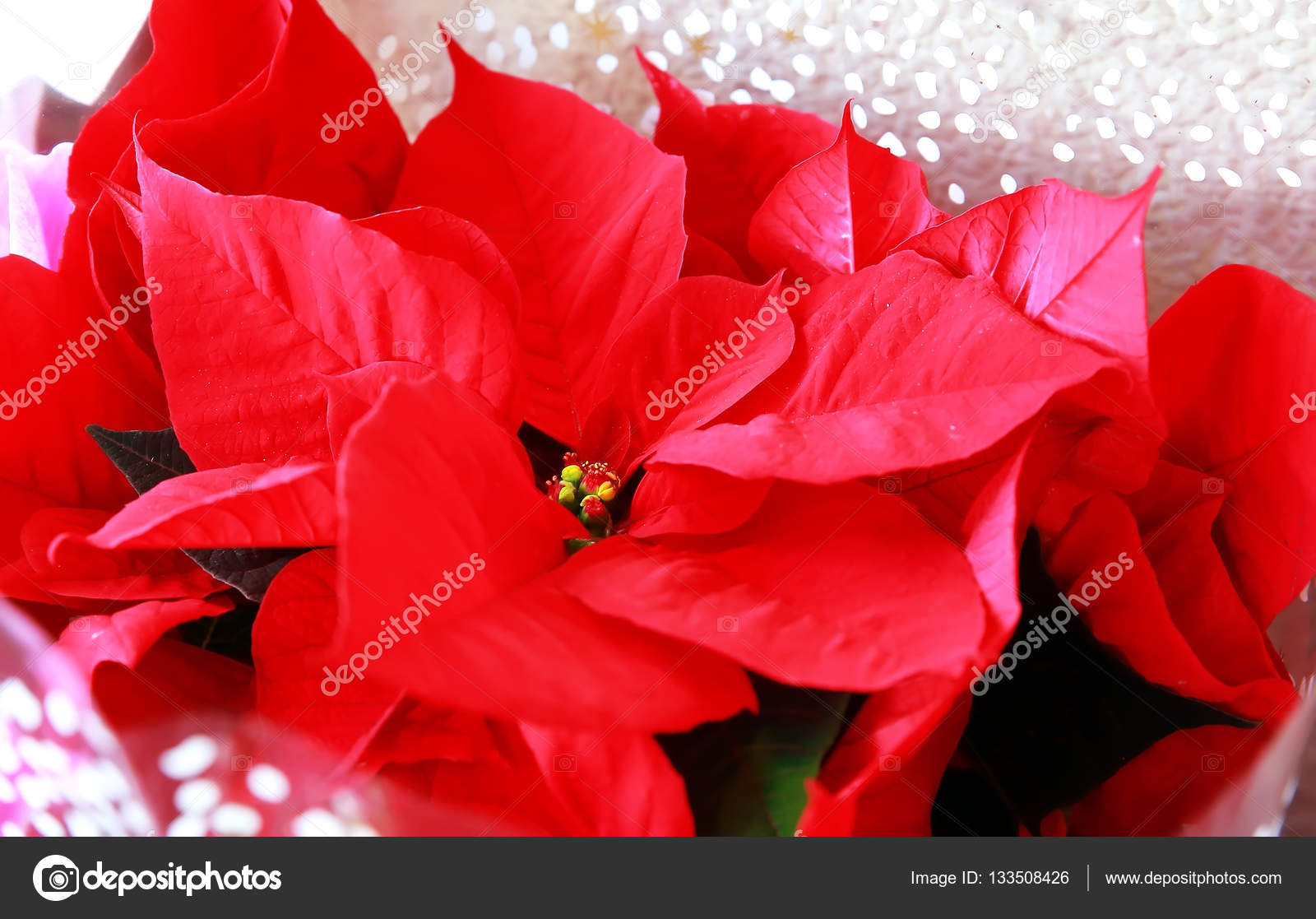 Leuchtend Rote Weihnachtsstern Oder Weihnachten Blume