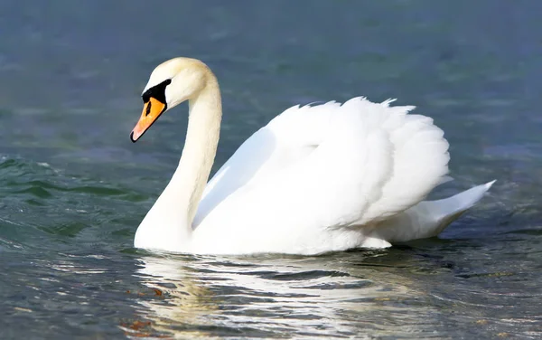 Белый лебедь в воде. — стоковое фото