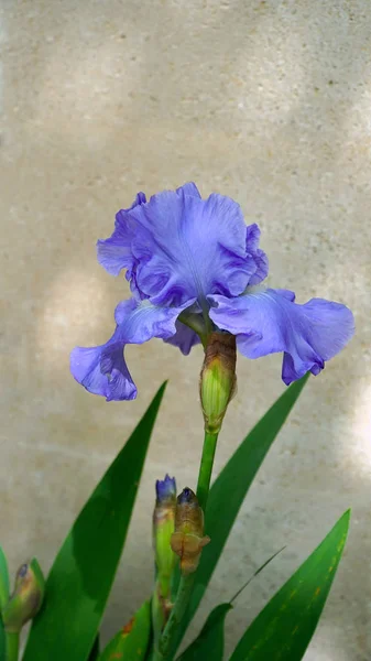 Iris bloeien in een tuin — Stockfoto