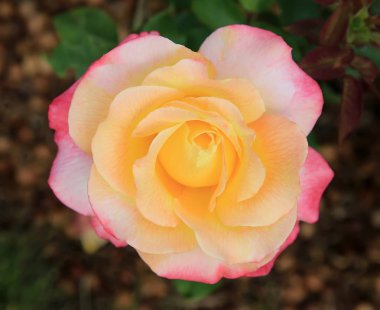 Gül arka plan yakın çekim