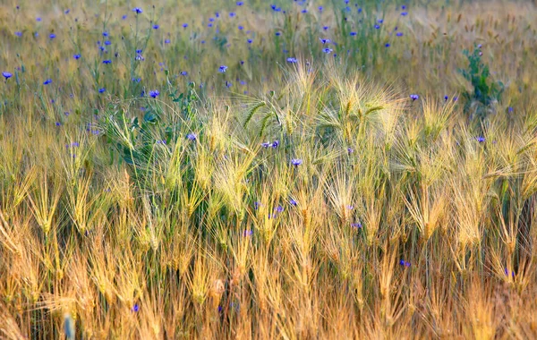 小麦畑の背景. — ストック写真