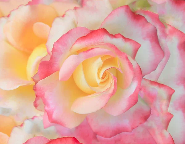 Rose Hintergrund aus nächster Nähe — Stockfoto