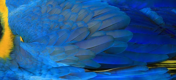 Piume di pappagallo giallo e blu texture esotica — Foto Stock