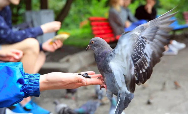 Девушка кормит голубей в парке — стоковое фото
