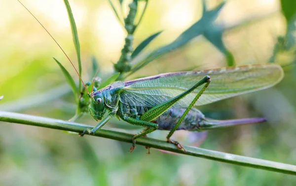 Çekirge makro çekim