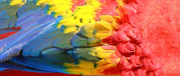 Penas Papagaio Vermelho Amarelo Azul Textura Exótica — Fotografia de Stock