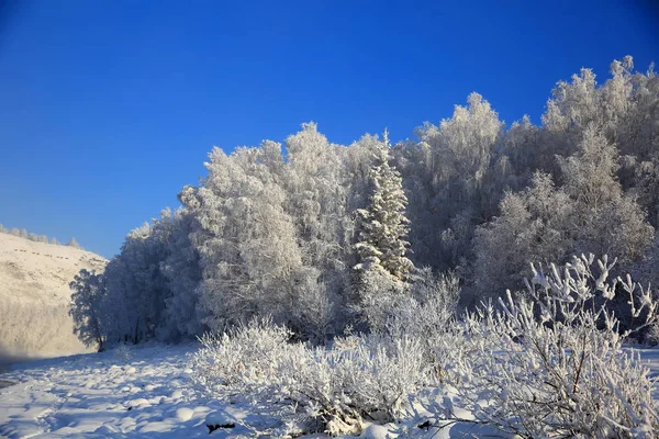 Kar Ağaçları Olan Kış Manzarası — Stok fotoğraf